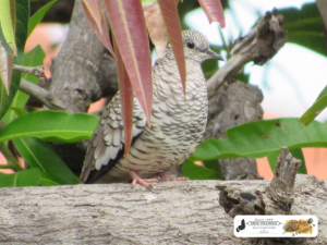 Fogo-apagou, rolinha-cascavel ou rolinha-pedrês é o nome comum da Columbina squammata, uma ave columbídea monogâmica, granívora, que habita o centro-sul e o nordeste do Brasil.