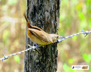 Pássaros da Lagoa do Fuzil - São José do Divino - Piauí. O sempre simpático rouxinol (rinxinó).