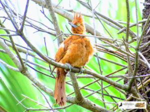 Pássaros da Lagoa do Fuzil - São José do Divino - Piauí. O arrupiado e imponente Casaca de Couro.