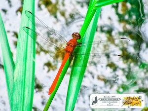 A libélula é a nossa catirina, um contraste lusitano. No PARNA Sete Cidades, foto de 6/2/2022.