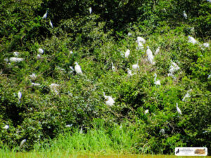 Paisagem da entrada norte do município de Caxingó - Piauí. No destaque, vemos um ninhal de garças brancas